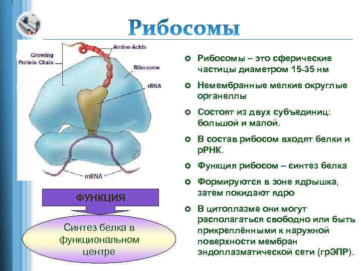 £ Рибосомы – это сферические частицы диаметром 15 -35 нм £ Немембранные мелкие округлые