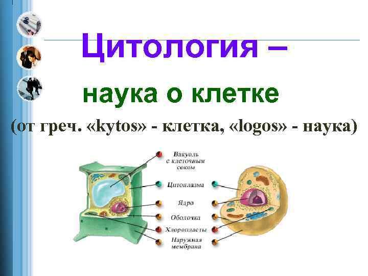 Цитология – наука о клетке (от греч. «kytos» - клетка, «logos» - наука) 