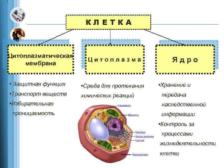 Цитоплазматическая мембрана рисунок в клетке