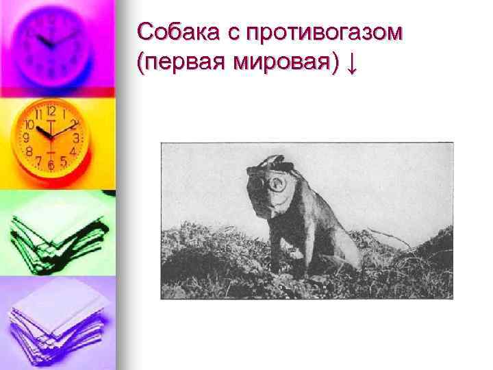Собака с противогазом (первая мировая) ↓ 