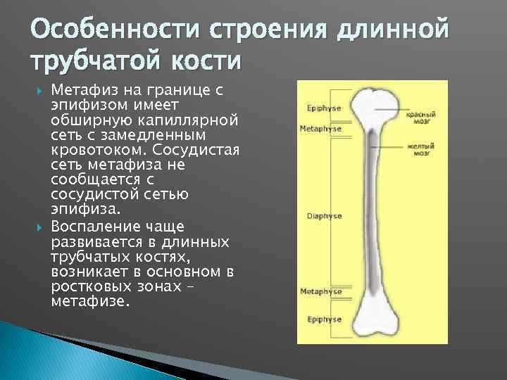 Особенности строения длинной трубчатой кости Метафиз на границе с эпифизом имеет обширную капиллярной сеть