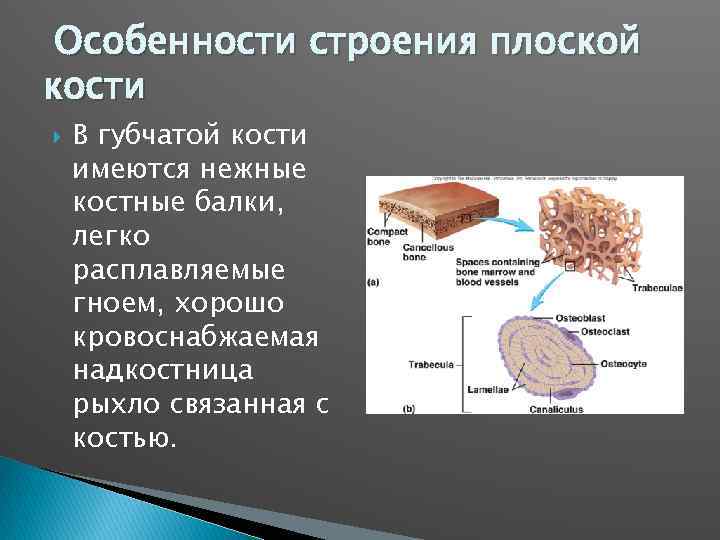 Особенности строения плоской кости В губчатой кости имеются нежные костные балки, легко расплавляемые гноем,