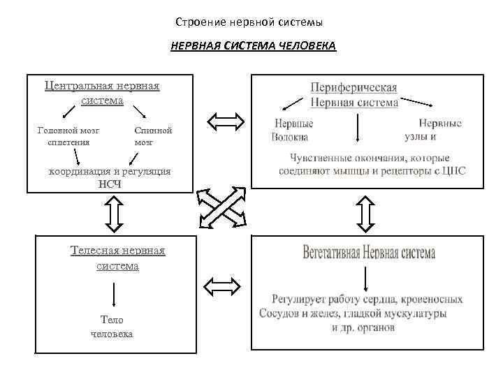 Строение нервной системы НЕРВНАЯ СИСТЕМА ЧЕЛОВЕКА Центральная нервная система Головной мозг сплетения Спинной мозг