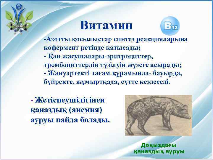 Витамин -Азотты қосылыстар синтез реакцияларына кофермент ретінде қатысады; - Қан жасушалары-эритроциттер, тромбоциттердің түзілуін жүзеге