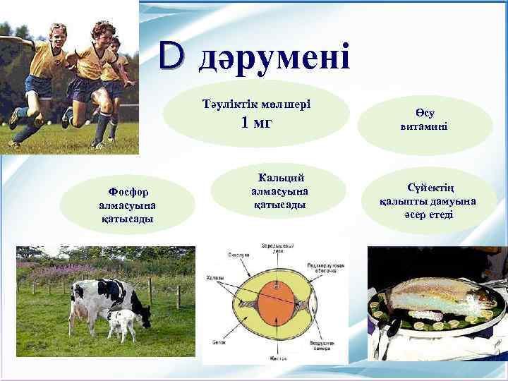 D дәрумені Тәуліктік мөлшері 1 мг Фосфор алмасуына қатысады Кальций алмасуына қатысады Өсу витамині