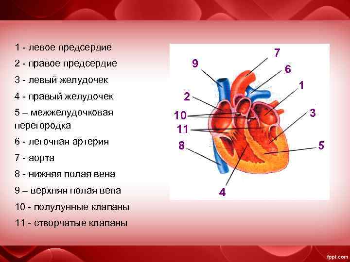 Между правыми предсердием и желудочком находится клапан. Строение сердца левый желудочек левое предсердие. Правое предсердие и правый желудочек. Строение предсердий сердца.