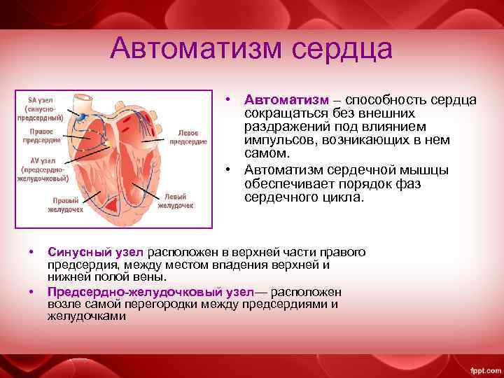 Автоматизм сердца • Автоматизм – способность сердца сокращаться без внешних раздражений под влиянием импульсов,