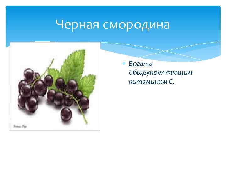 Черная смородина Богата общеукрепляющим витамином С. 