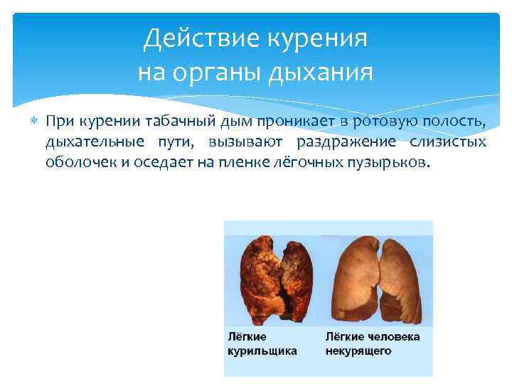 Действие курения на органы дыхания При курении табачный дым проникает в ротовую полость, дыхательные