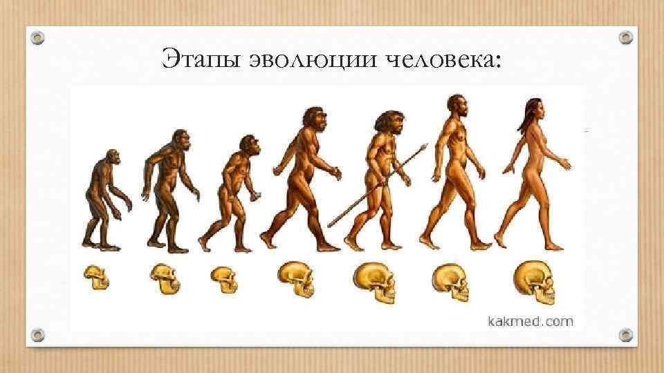 Этапы эволюции человека: 