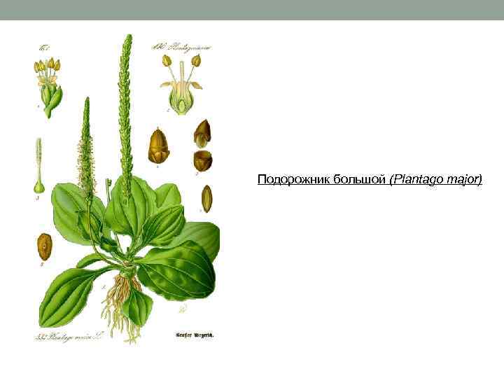 Подорожник большой (Plantago major) 
