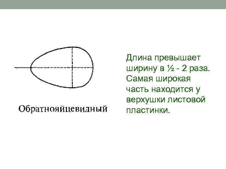 Длина превышает ширину в ½ - 2 раза. Самая широкая часть находится у верхушки
