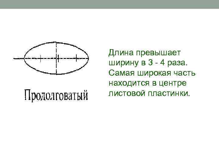 Длина превышает ширину в 3 - 4 раза. Самая широкая часть находится в центре