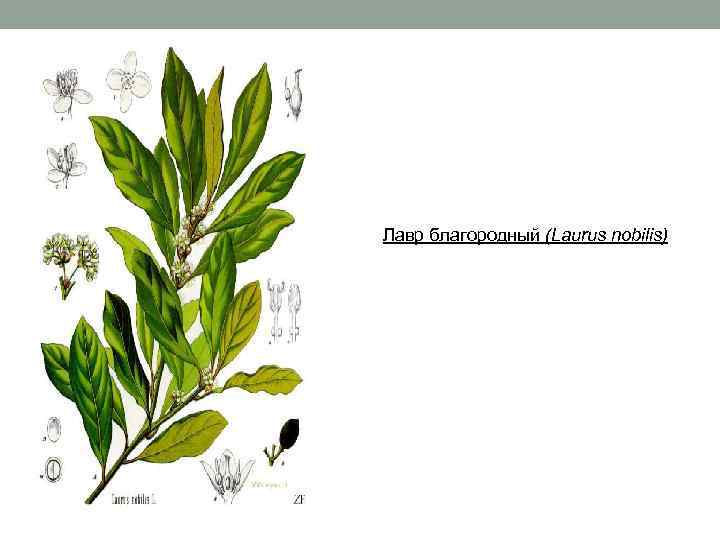 Лавр благородный (Laurus nobilis) 