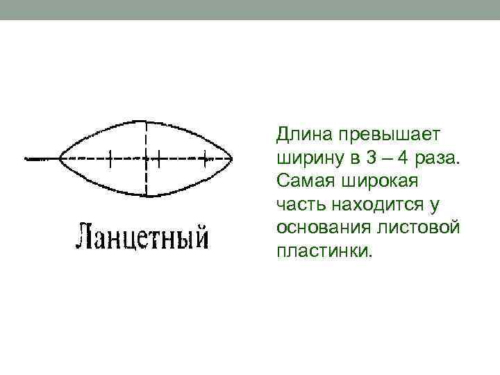 Длина превышена. Длина превышает ширину в 1 5 2 раза. Широкая часть. Лист у которого наиболее широкая часть находится посередине. Лист у которого наиболее широкая часть находится ближе к верхушке.