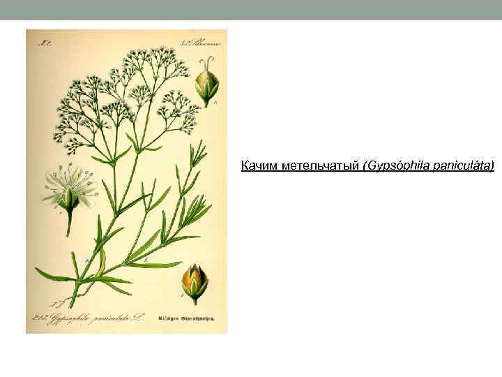 Качим метельчатый (Gypsóphila paniculáta) 