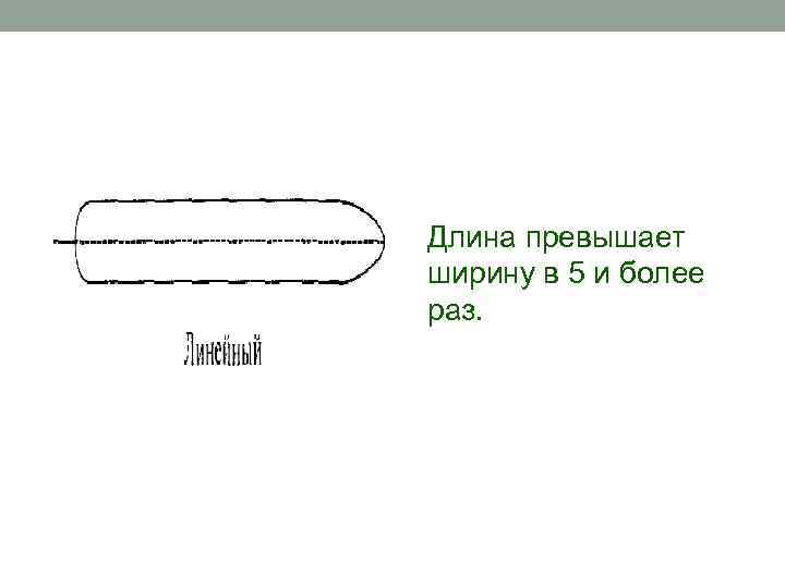 Длина превышает ширину в 5 и более раз. 