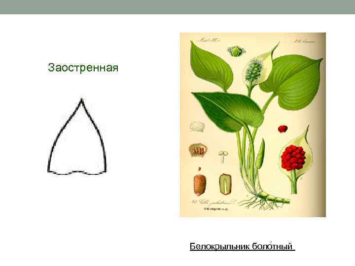 Заостренная Белокрыльник боло тный 