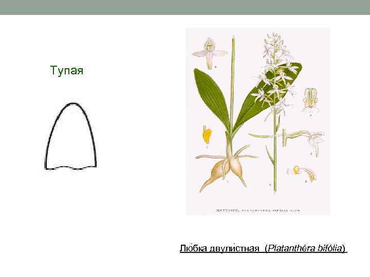 Тупая Лю бка двули стная (Platanthéra bifólia) 