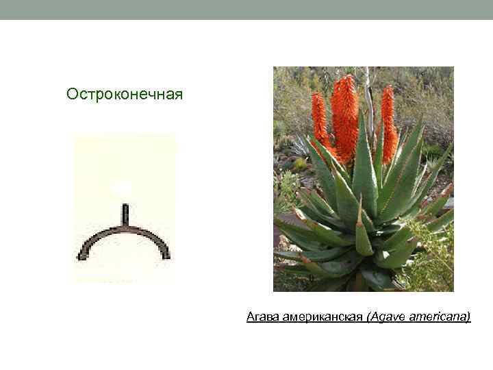 Остроконечная Агава американская (Agave americana) 