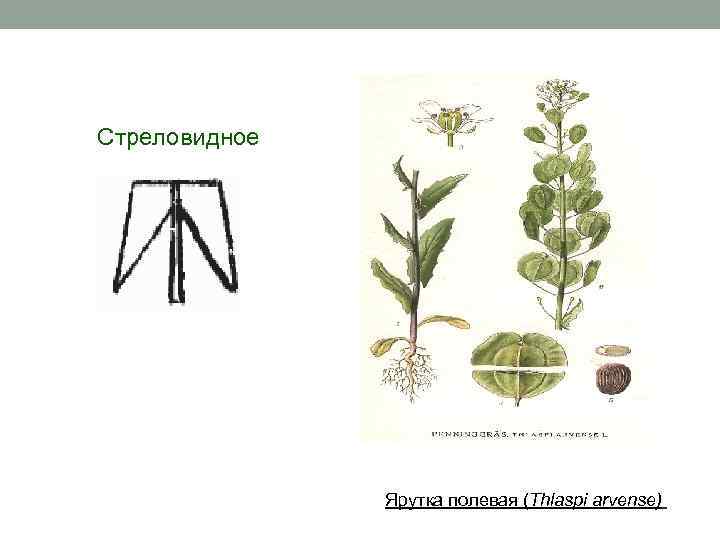 Стреловидное Ярутка полевая (Thlaspi arvense) 