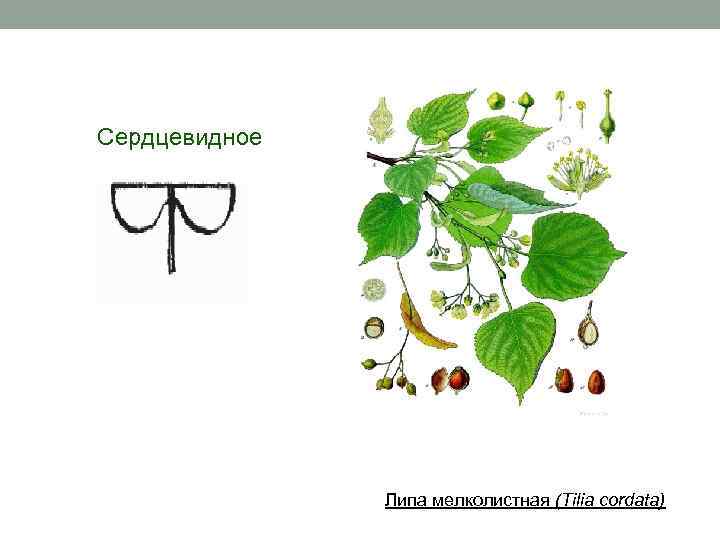 Сердцевидное Липа мелколистная (Tilia cordata) 