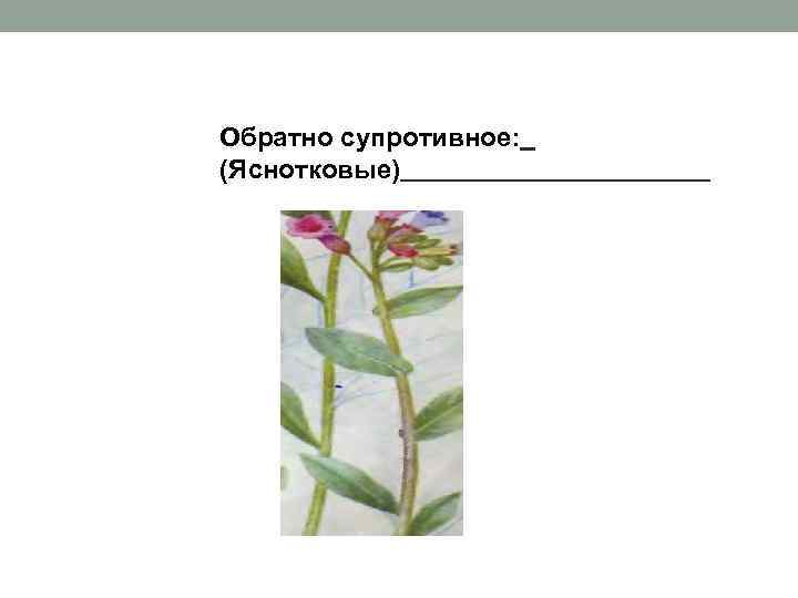 Обратно супротивное: (Яснотковые) 