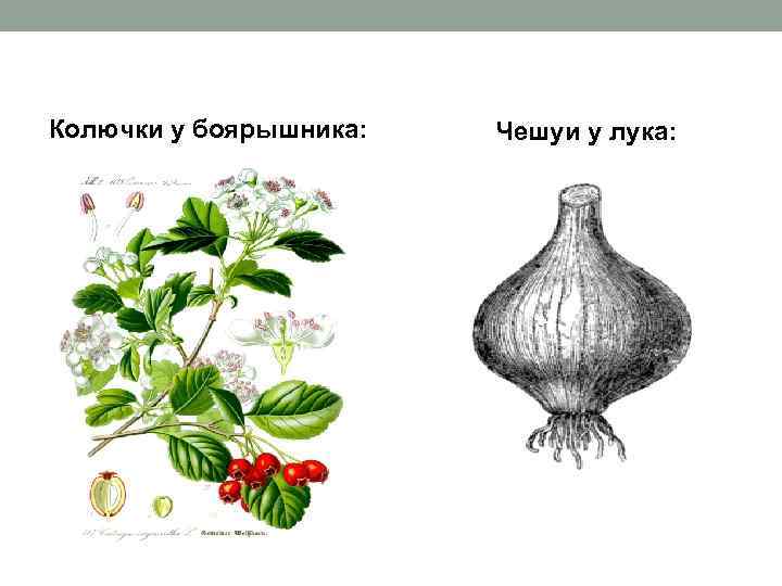 Колючки у боярышника: Чешуи у лука: 