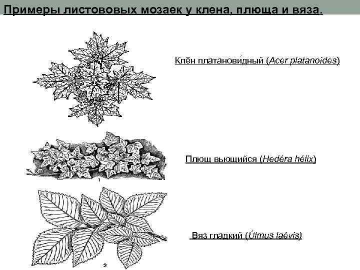 На рисунке изображены лист плюща обыкновенного и листья других