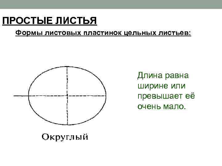 ПРОСТЫЕ ЛИСТЬЯ Формы листовых пластинок цельных листьев: Длина равна ширине или превышает её очень