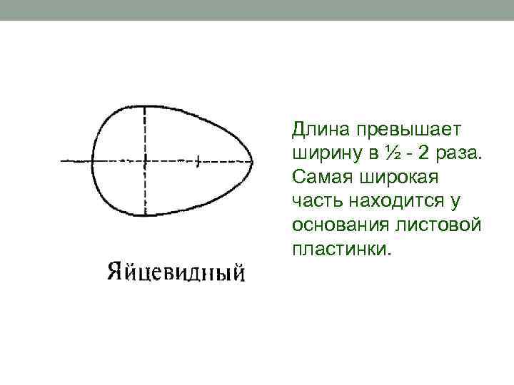 Длина превышает ширину в ½ - 2 раза. Самая широкая часть находится у основания