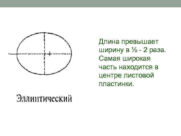 Длина превышает ширину в ½ - 2 раза. Самая широкая часть находится в центре