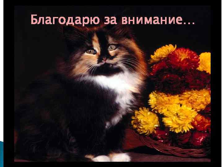 Благодарю за внимание… 