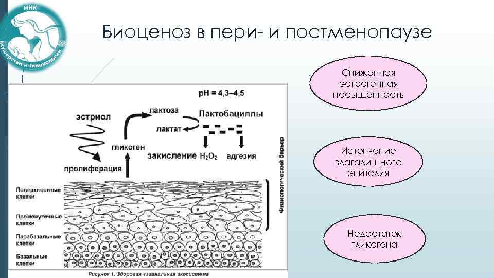 Биоценоз в пери- и постменопаузе Сниженная эстрогенная насыщенность Истончение влагалищного эпителия Недостаток гликогена 