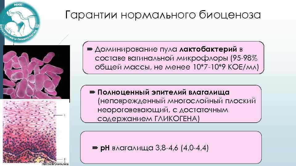 Гарантии нормального биоценоза Доминирование пула лактобактерий в составе вагинальной микрофлоры (95 -98% общей массы,