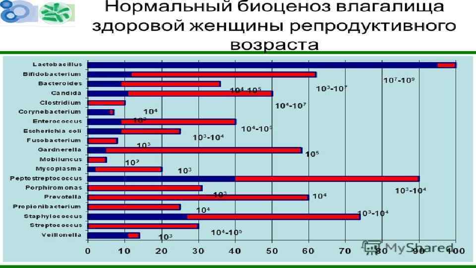 Влагалище баб