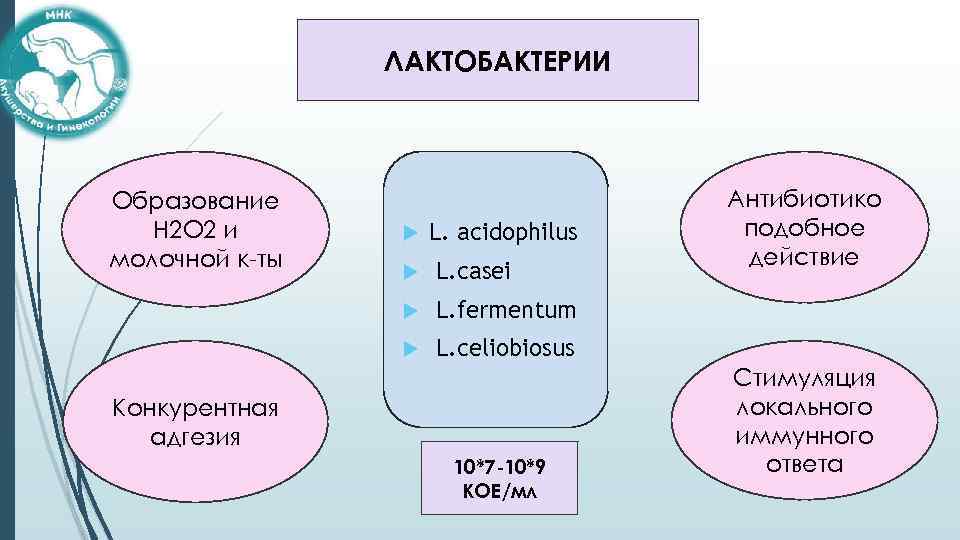 ЛАКТОБАКТЕРИИ Образование Н 2 О 2 и молочной к-ты L. acidophilus L. casei L.