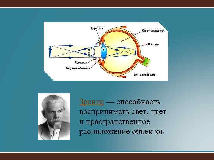Зрение — способность воспринимать свет, цвет и пространственное расположение объектов 