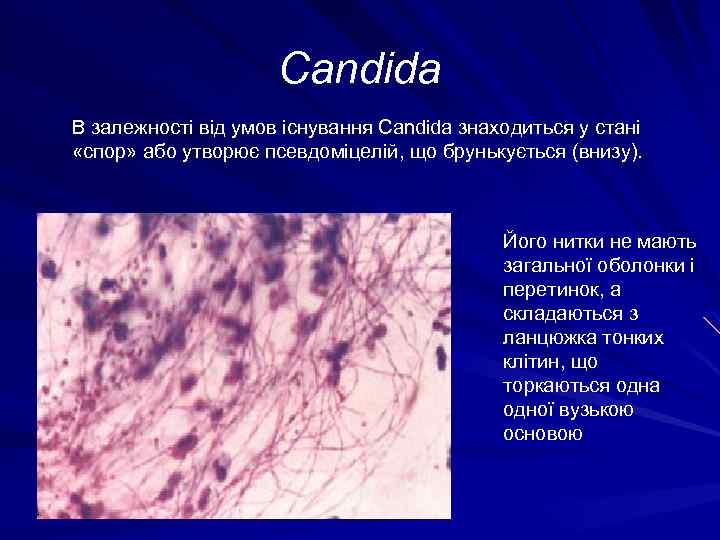 Candida В залежності від умов існування Candida знаходиться у стані «спор» або утворює псевдоміцелій,