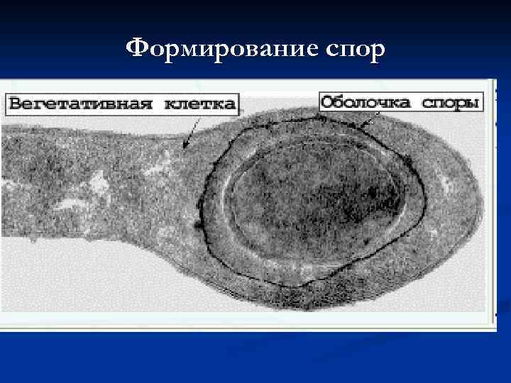 Формирование спор 