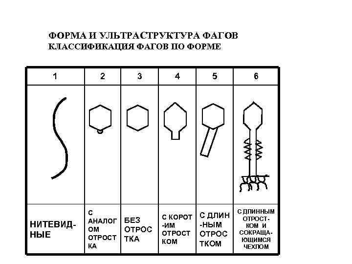 Ранние гены фага лямбда