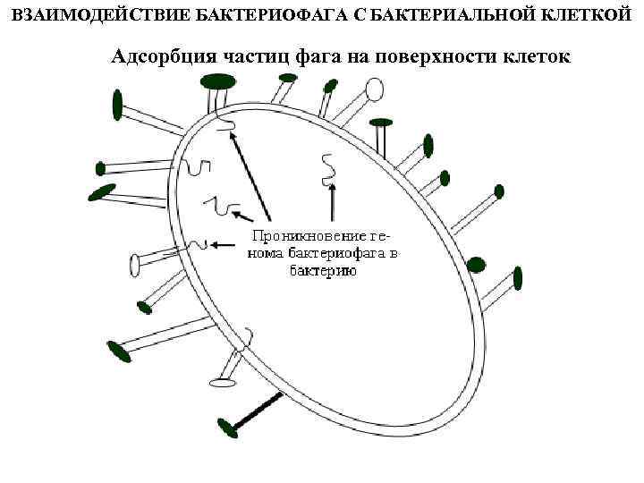 Системы защиты бактерий