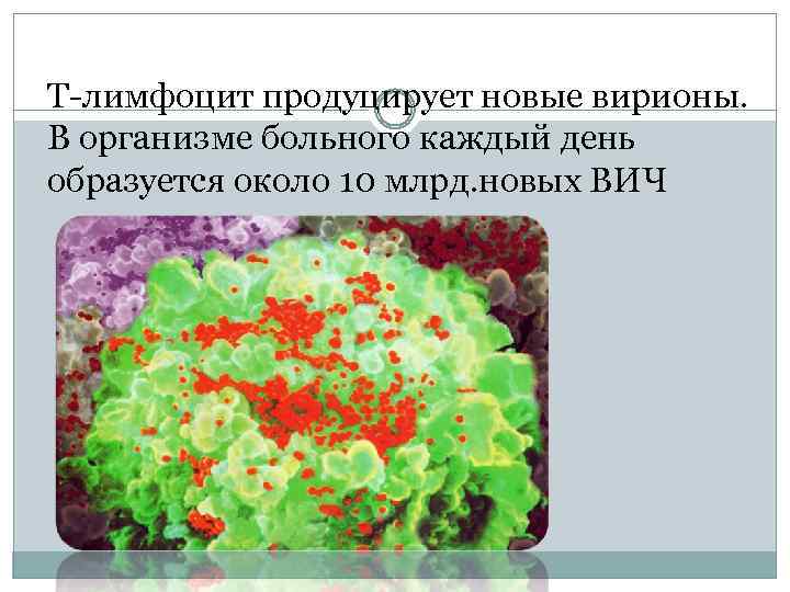 Т-лимфоцит продуцирует новые вирионы. В организме больного каждый день образуется около 10 млрд. новых