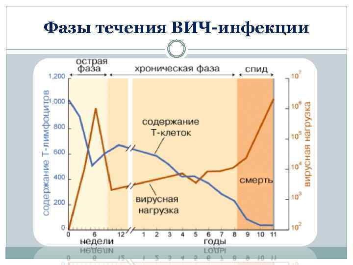 Фазы течения ВИЧ-инфекции 