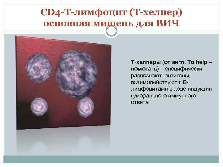 CD 4 -Т-лимфоцит (Т-хелпер) основная мишень для ВИЧ Т-хелперы (от англ. To help –