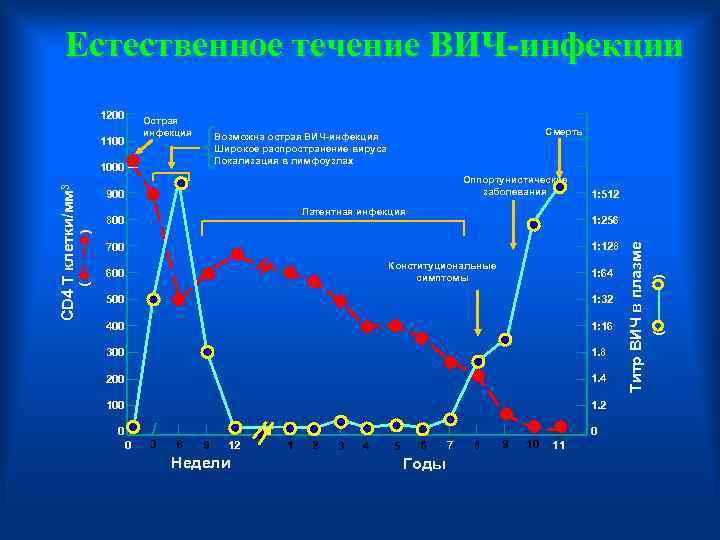 Естественное течение ВИЧ-инфекции 1200 Острая инфекция 1100 1000 Оппортунистические заболевания 900 Латентная инфекция 1: