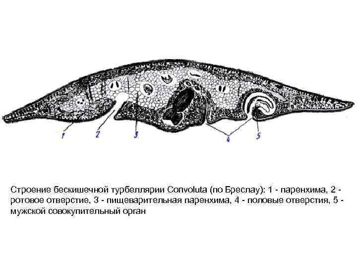 Строение бескишечной турбеллярии Convoluta (по Бреслау): 1 - паренхима, 2 - ротовое отверстие, 3