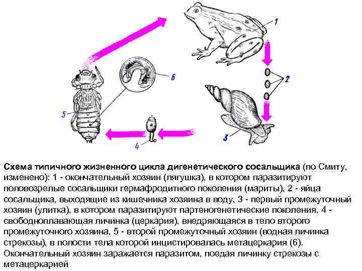Схема типичного жизненного цикла дигенетического сосальщика (по Смиту, изменено): 1 - окончательный хозяин (лягушка),