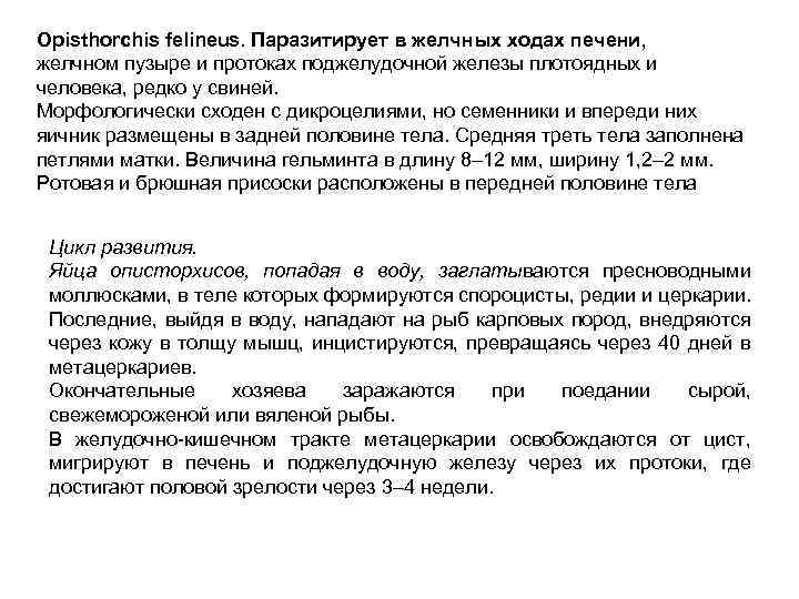 Opisthorchis felineus. Паразитирует в желчных ходах печени, желчном пузыре и протоках поджелудочной железы плотоядных