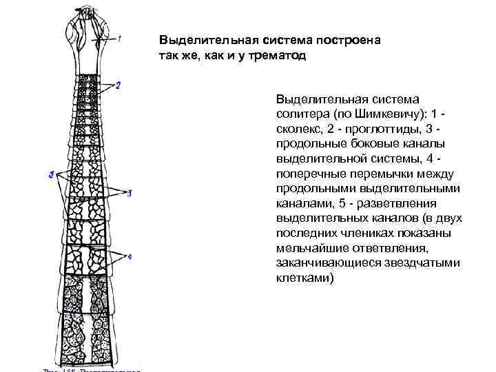 Выделительная система построена так же, как и у трематод Выделительная система солитера (по Шимкевичу):